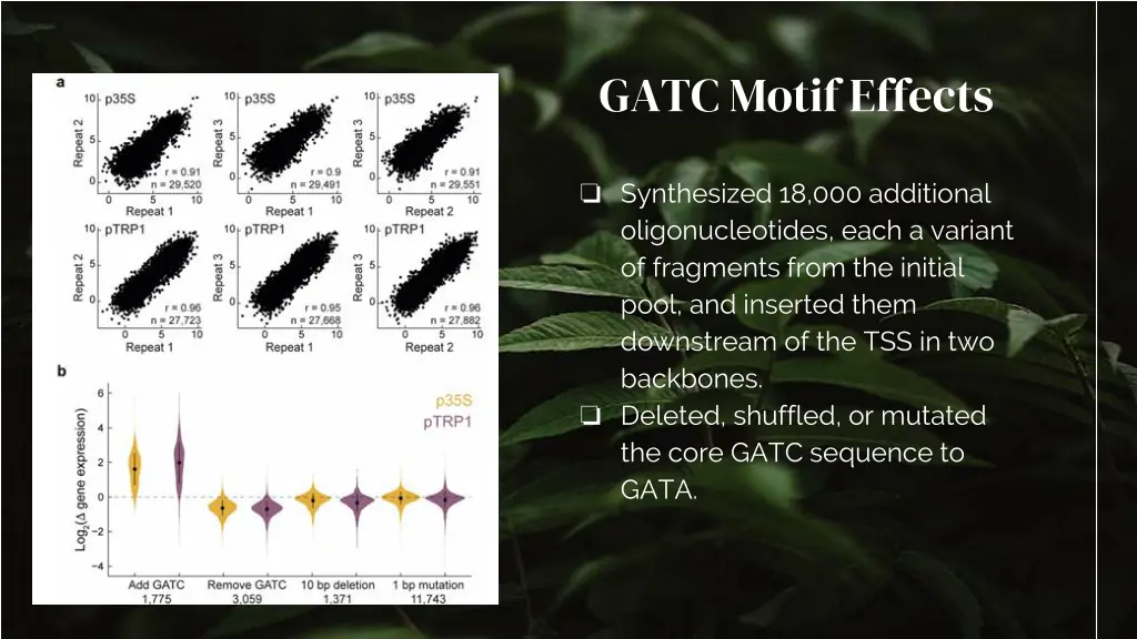 gatc motif effects