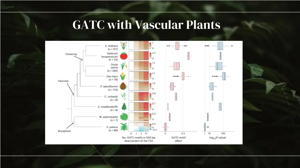 gatc with vascular plants