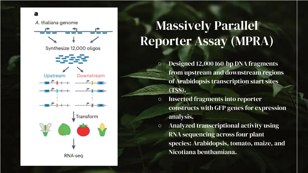 massively parallel reporter assay mpra