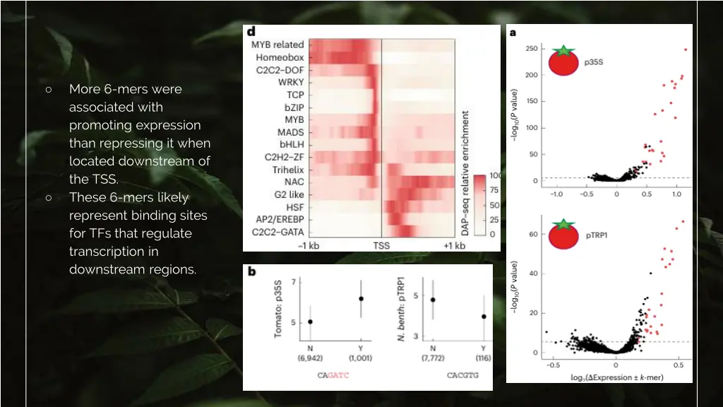 more 6 mers were associated with promoting