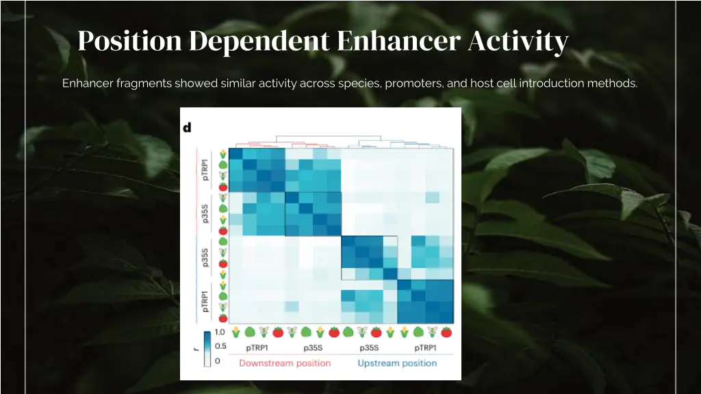 position dependent enhancer activity