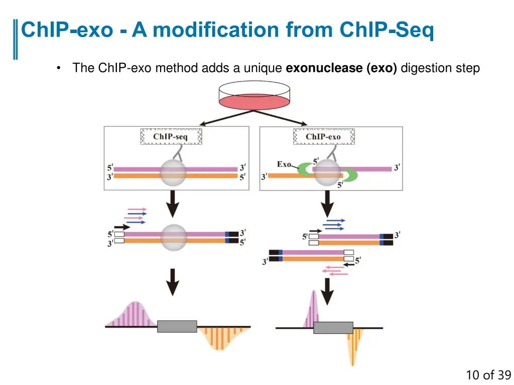 chip exo a modification from chip seq