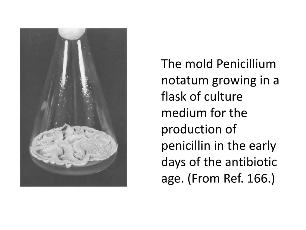 the mold penicillium notatum growing in a flask
