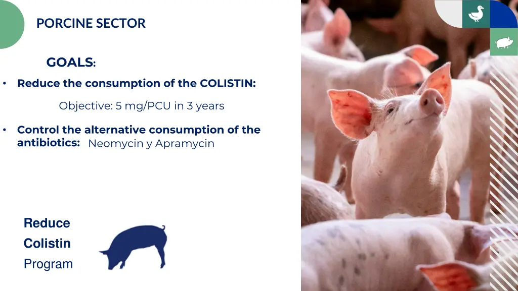 porcine sector 1