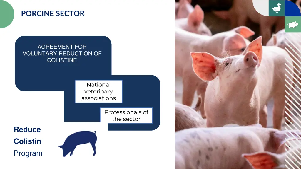 porcine sector