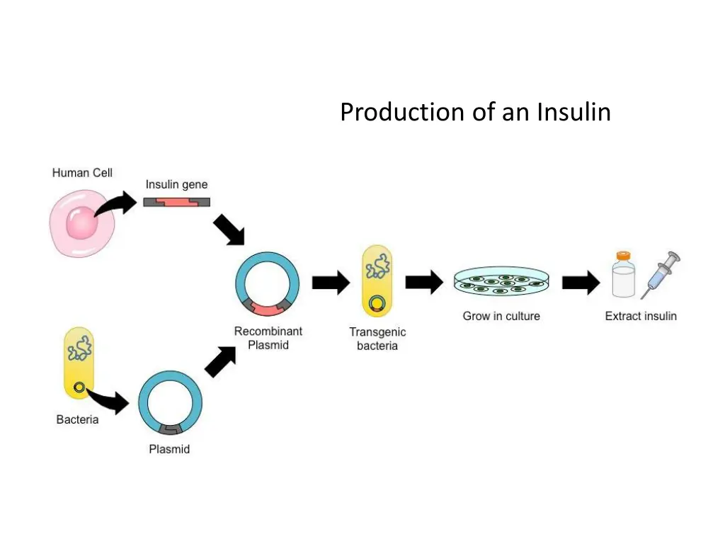 production of an insulin