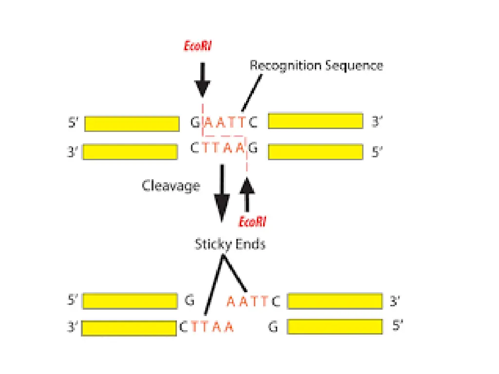slide13