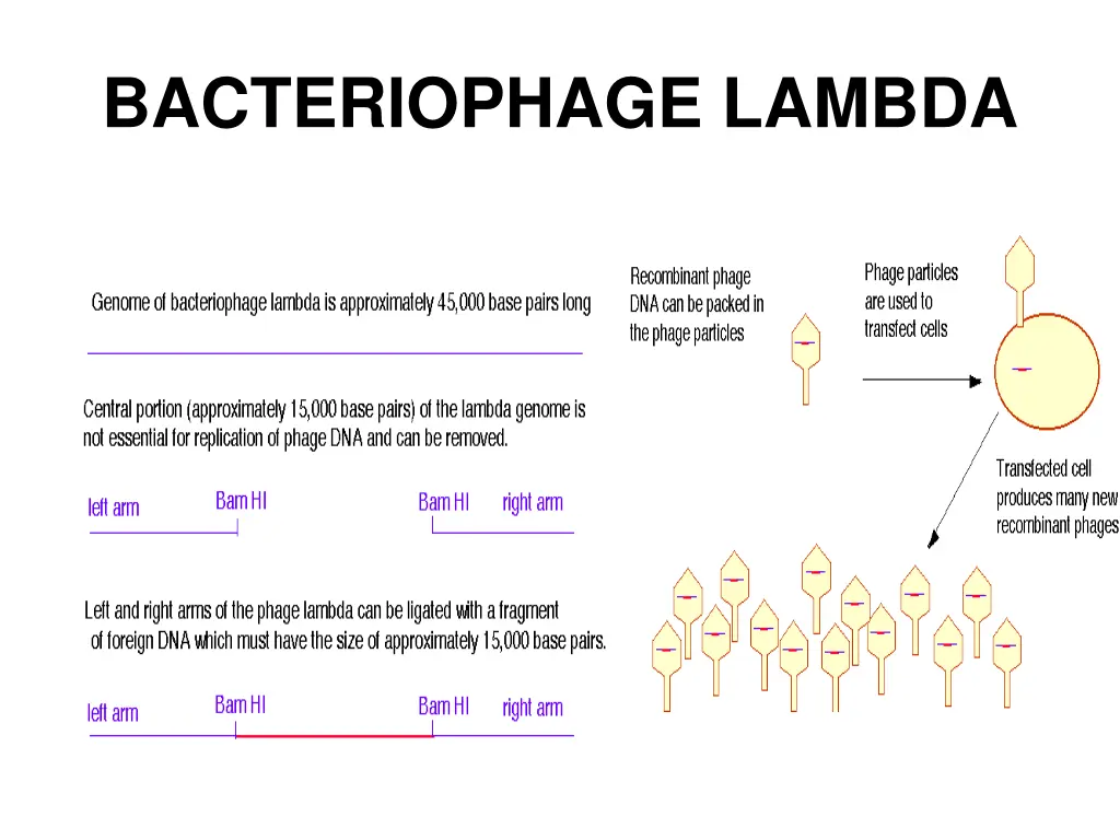 bacteriophage lambda