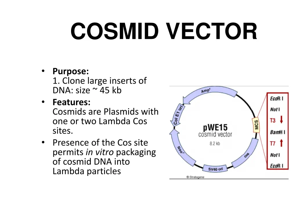 cosmid vector