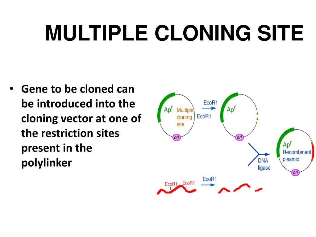 multiple cloning site 1