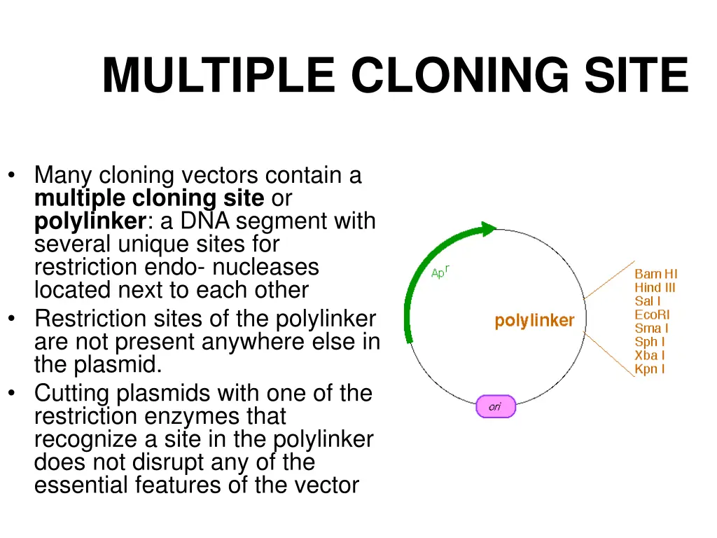 multiple cloning site