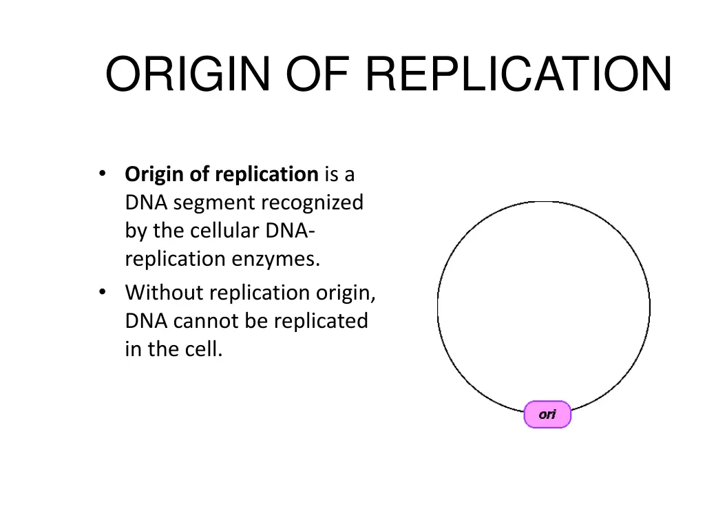 origin of replication