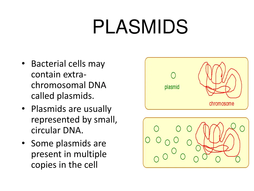 plasmids