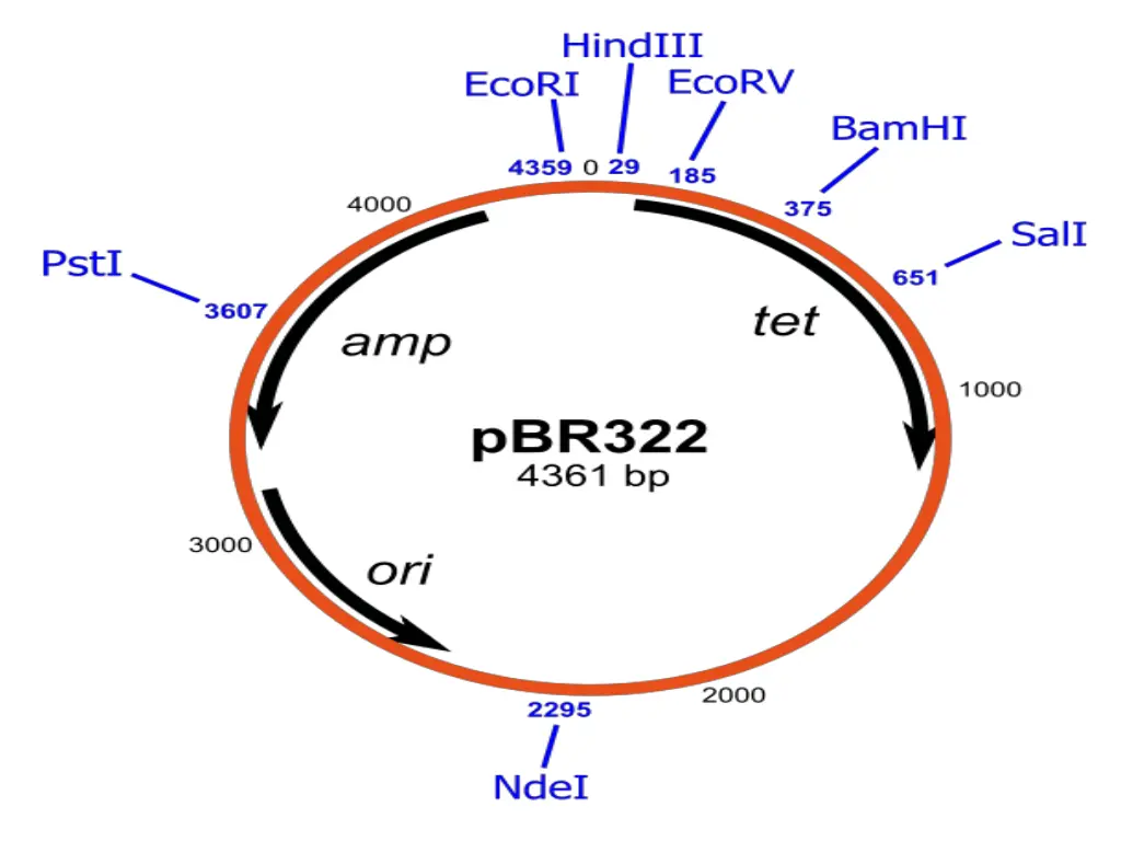 slide11