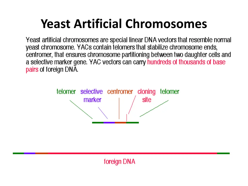 yeast artificial chromosomes