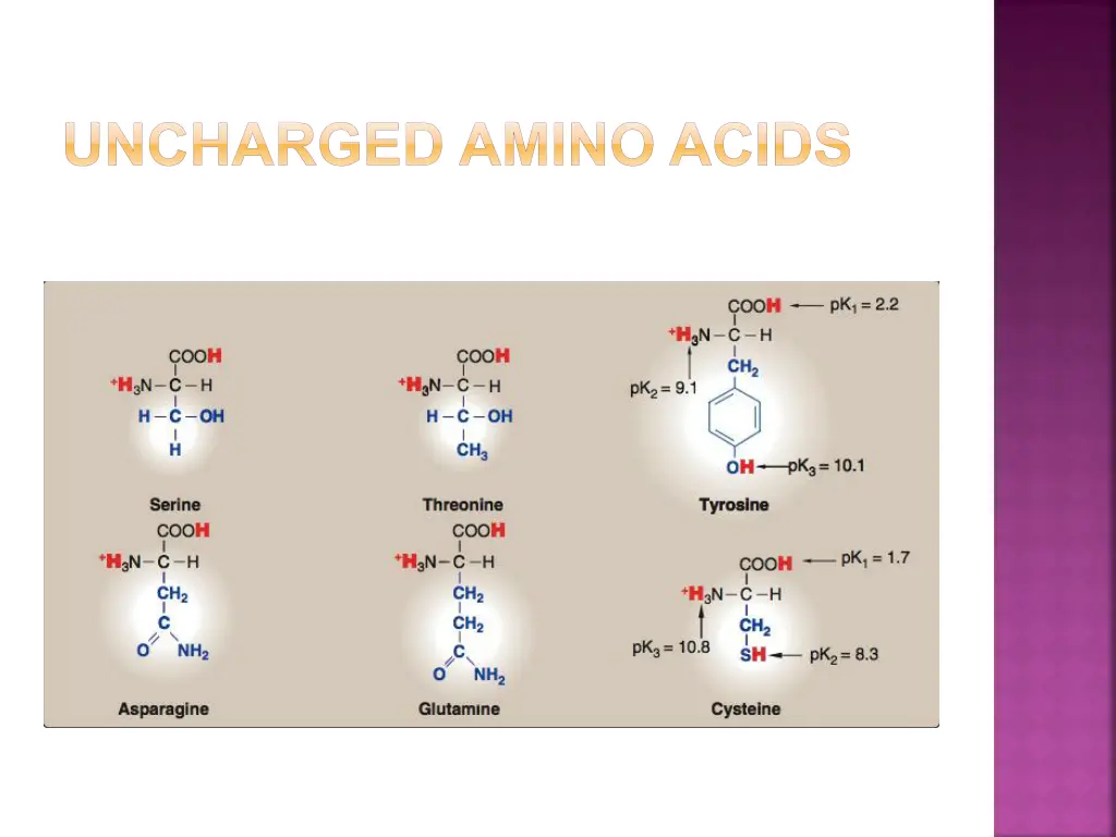 uncharged amino acids