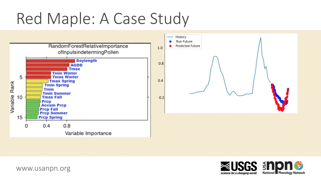 red maple a case study