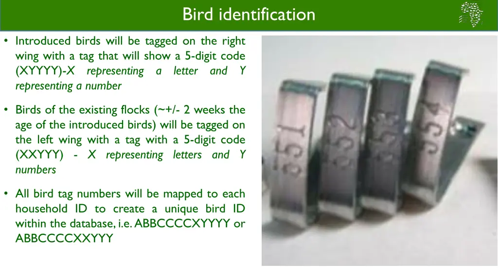 bird identification