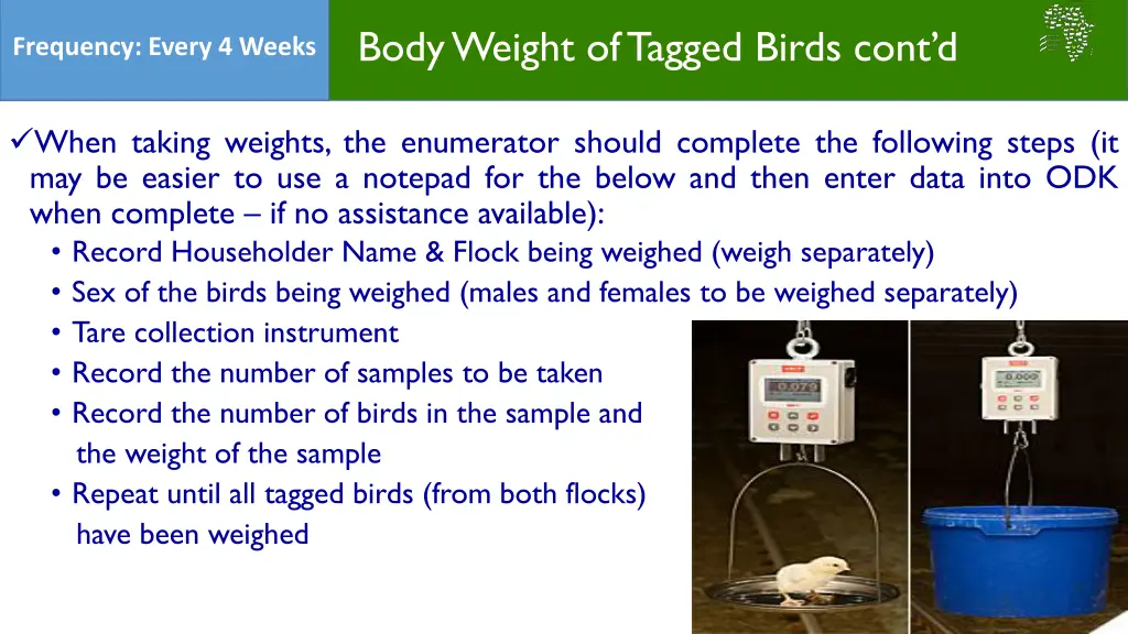 body weight of tagged birds cont d