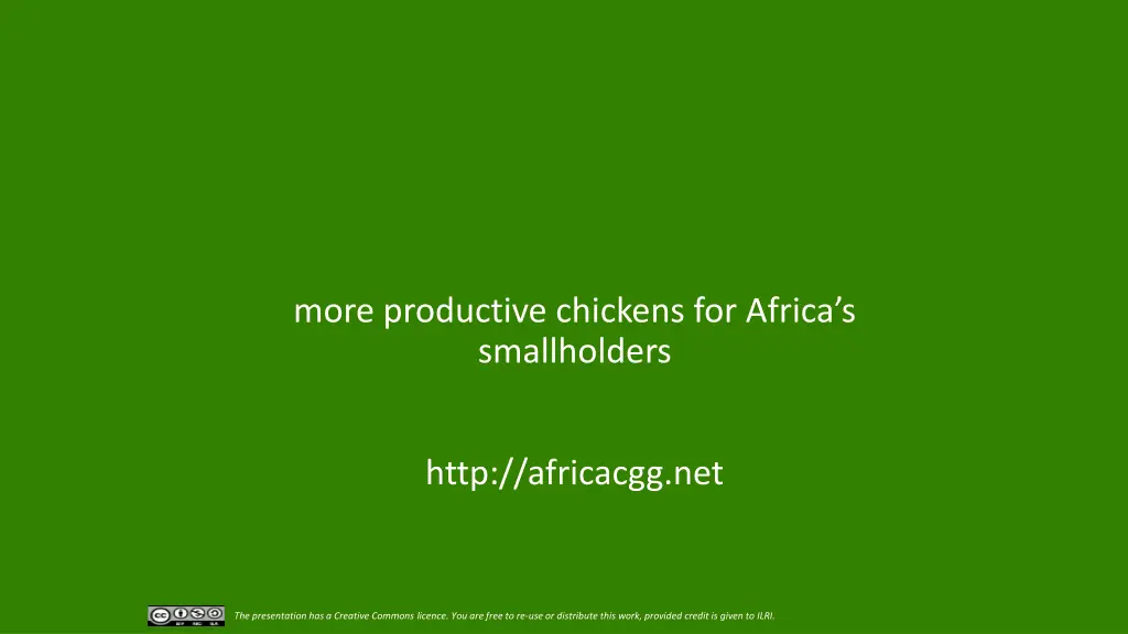 more productive chickens for africa s smallholders