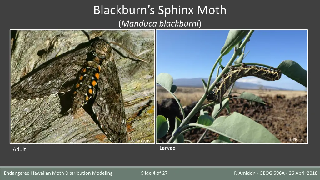 blackburn s sphinx moth manduca blackburni