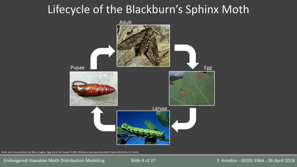 lifecycle of the blackburn s sphinx moth