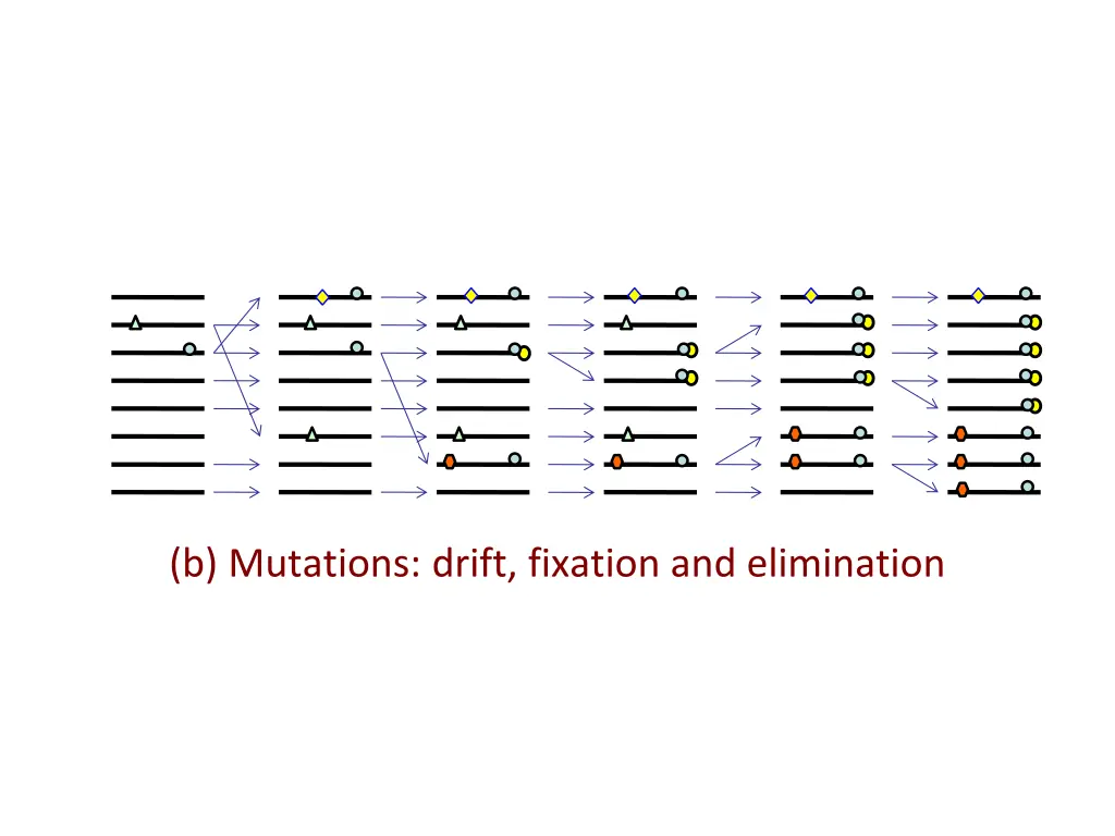 b mutations drift fixation and elimination
