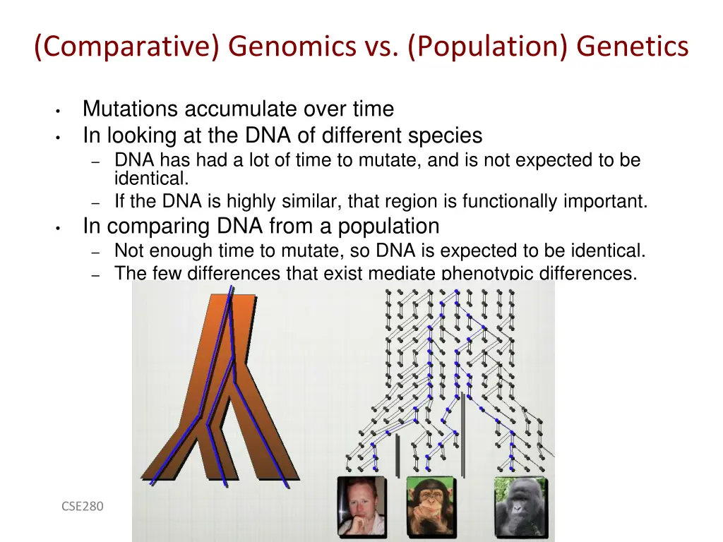 comparative genomics vs population genetics