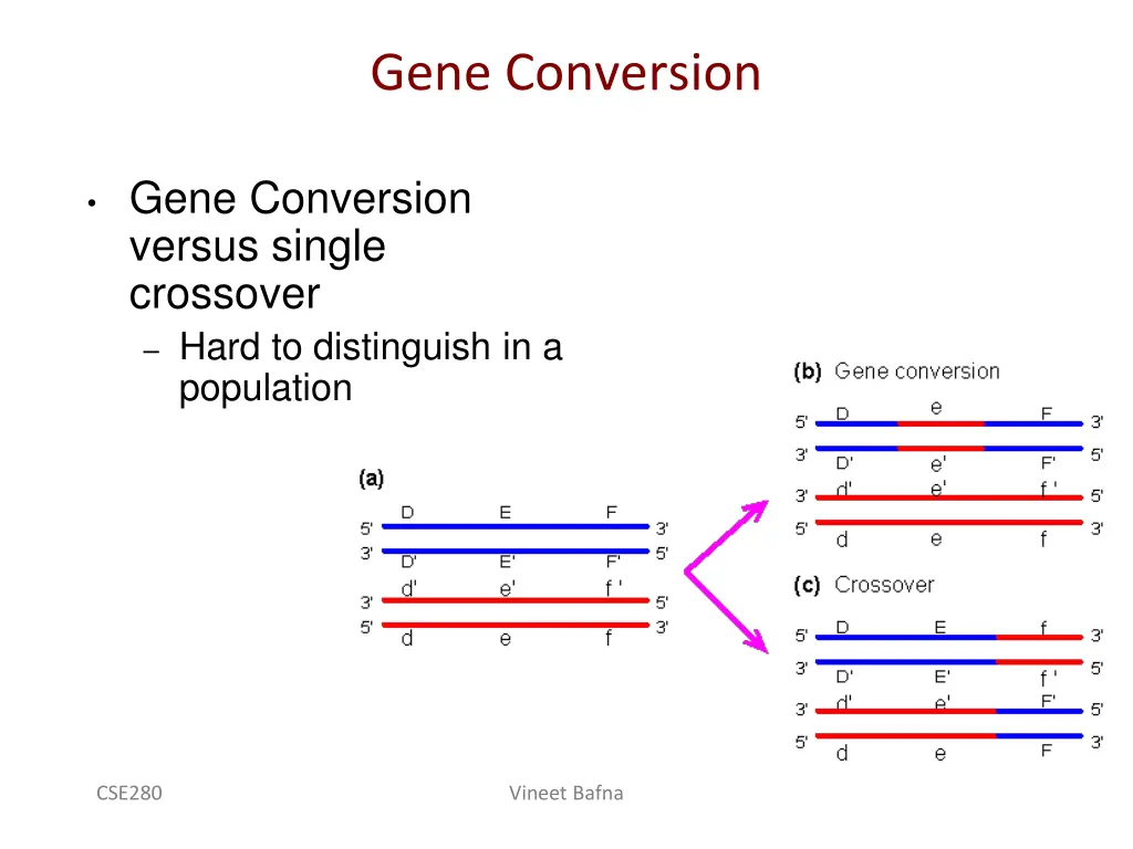 gene conversion