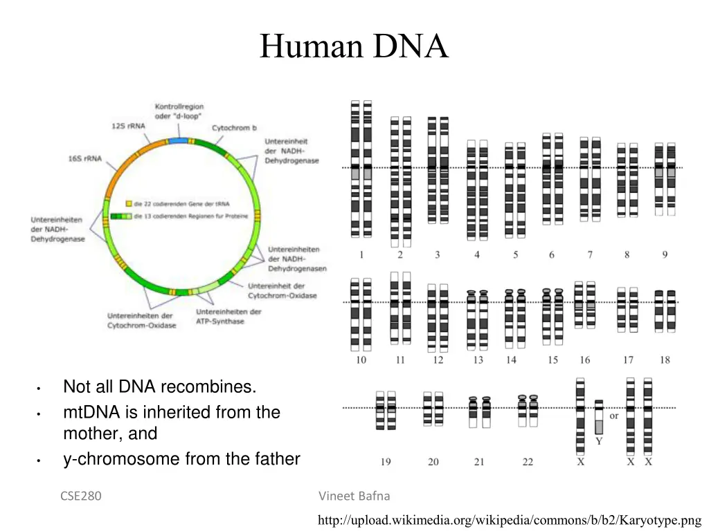 human dna