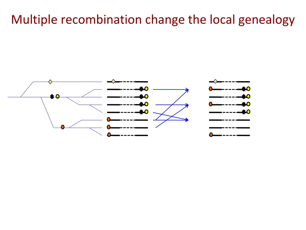 multiple recombination change the local genealogy