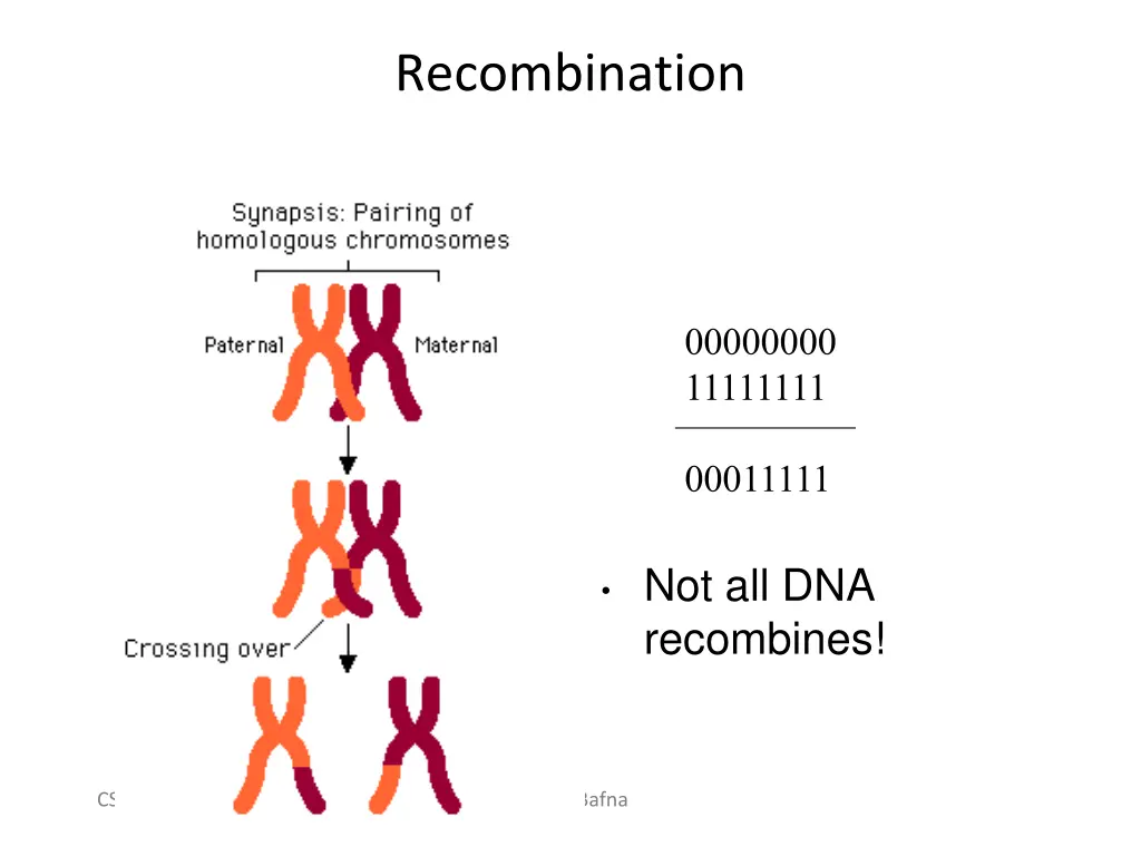 recombination