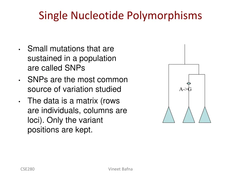 single nucleotide polymorphisms