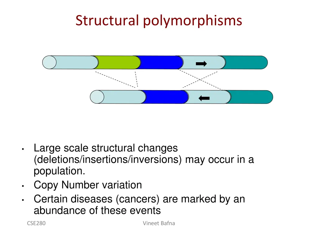 structural polymorphisms