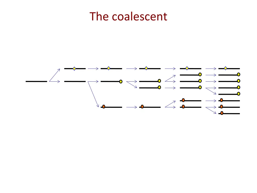 the coalescent