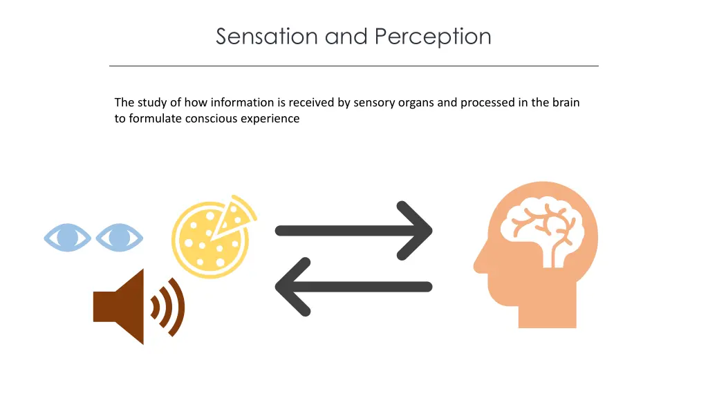 sensation and perception