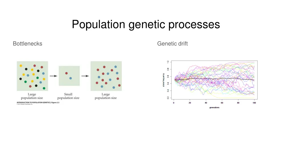 population genetic processes