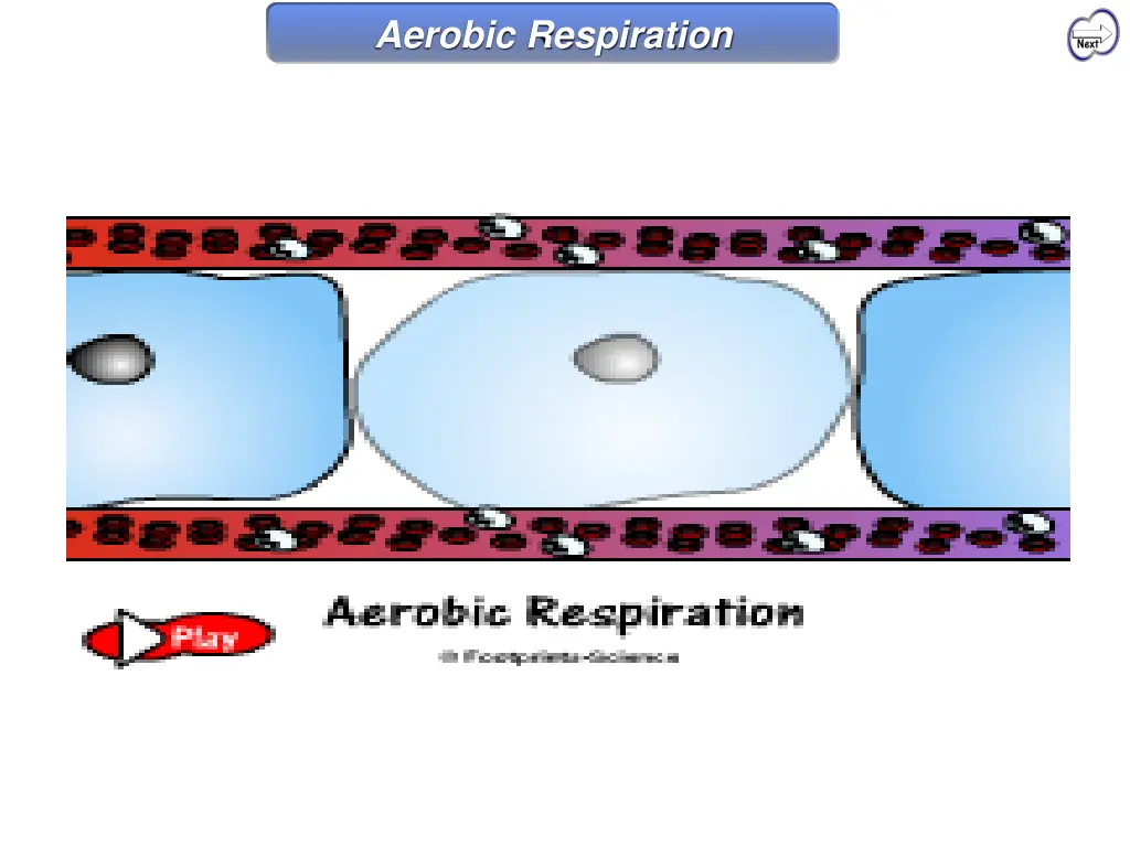 aerobic respiration