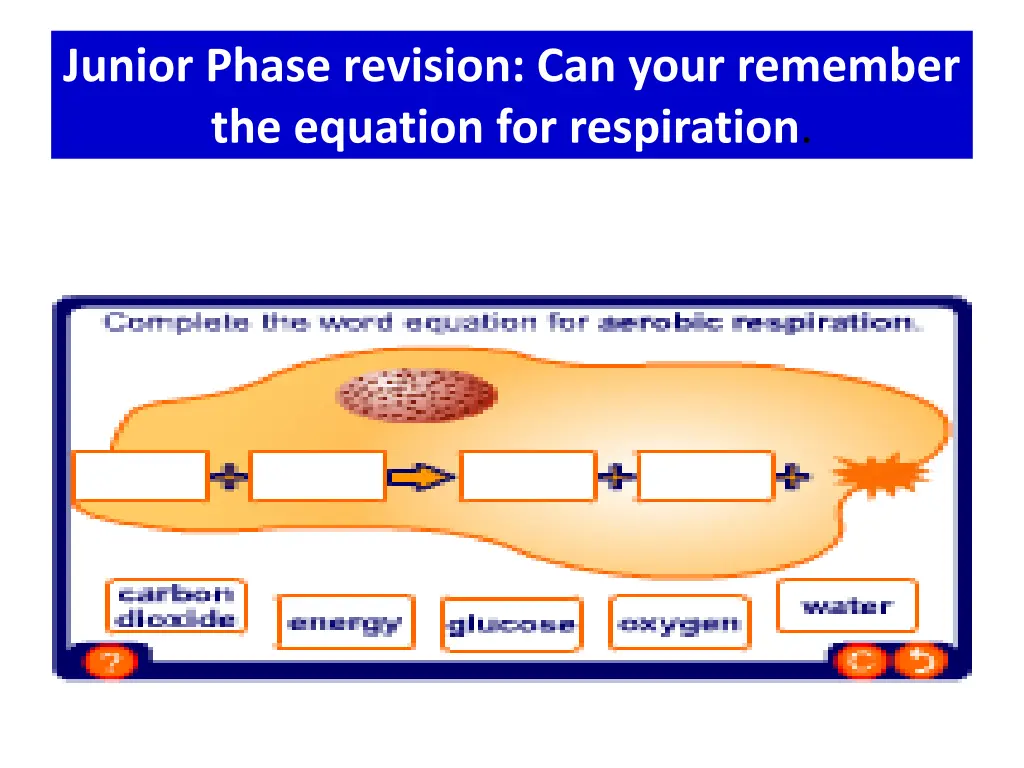 junior phase revision can your remember