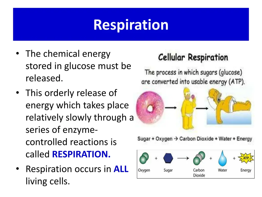 respiration