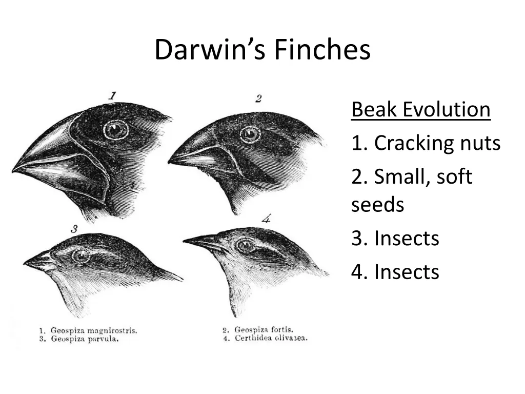 darwin s finches