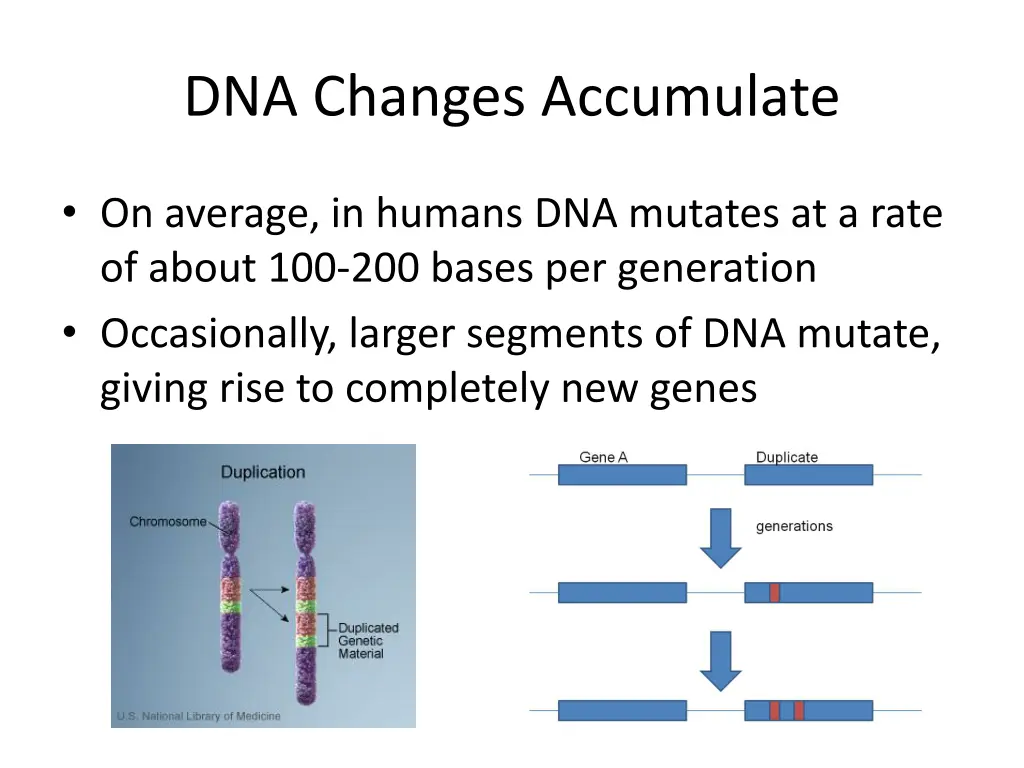 dna changes accumulate