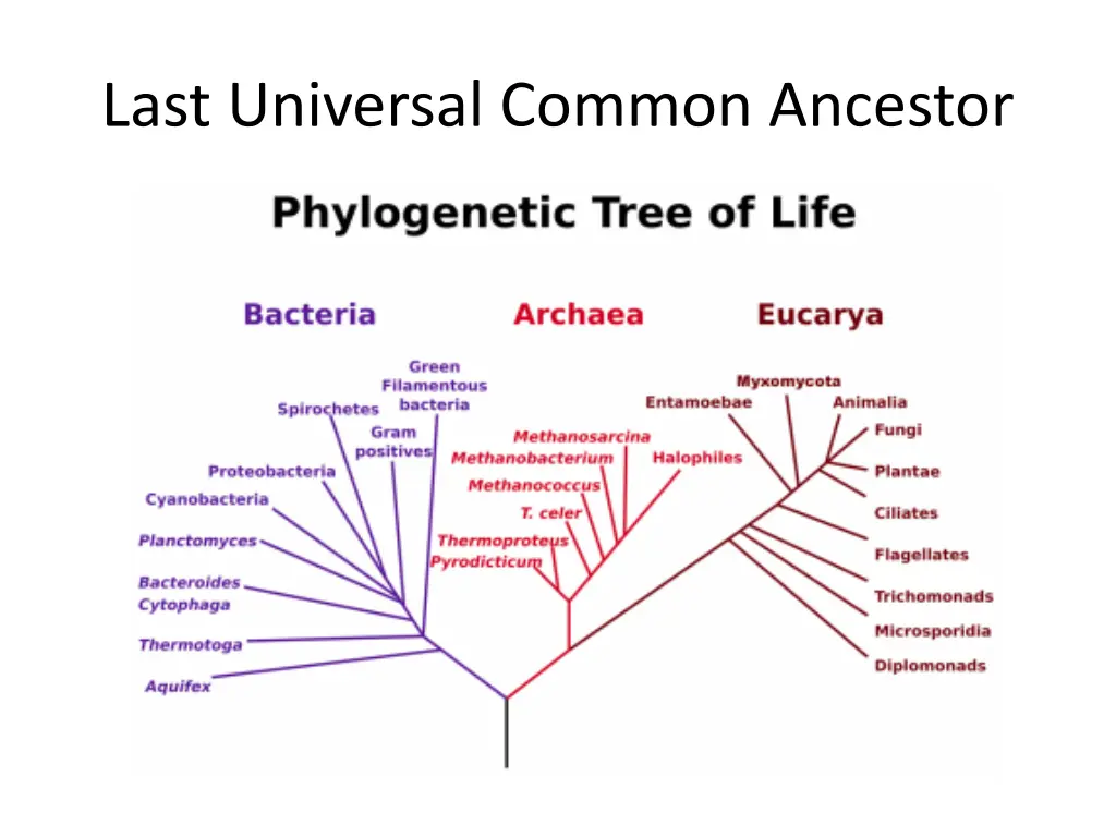 last universal common ancestor