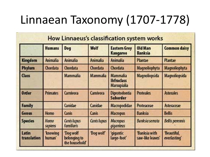 linnaean taxonomy 1707 1778