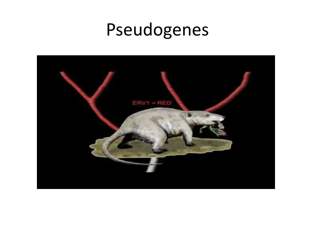 pseudogenes