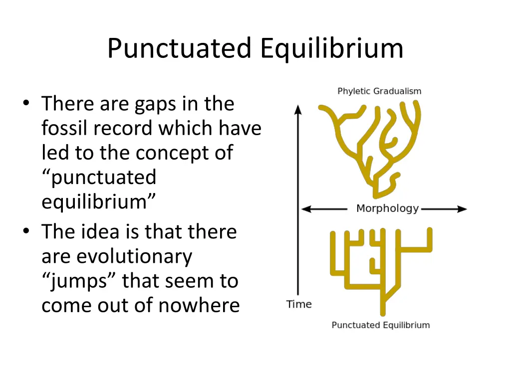 punctuated equilibrium