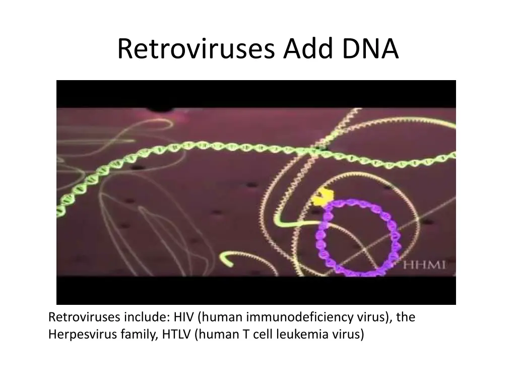 retroviruses add dna