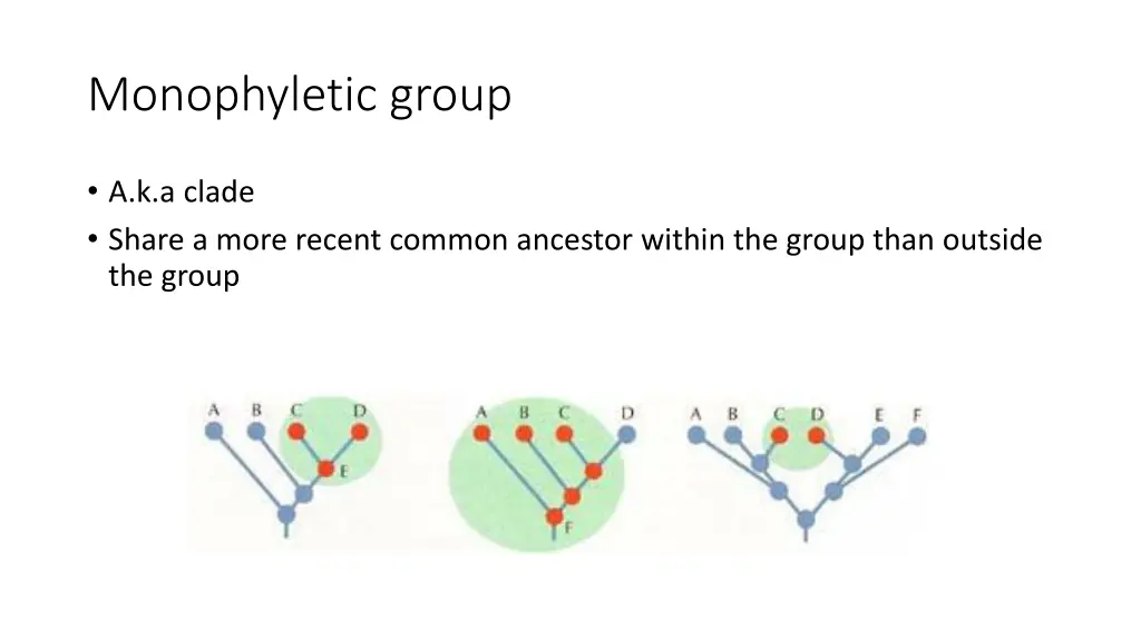 monophyletic group
