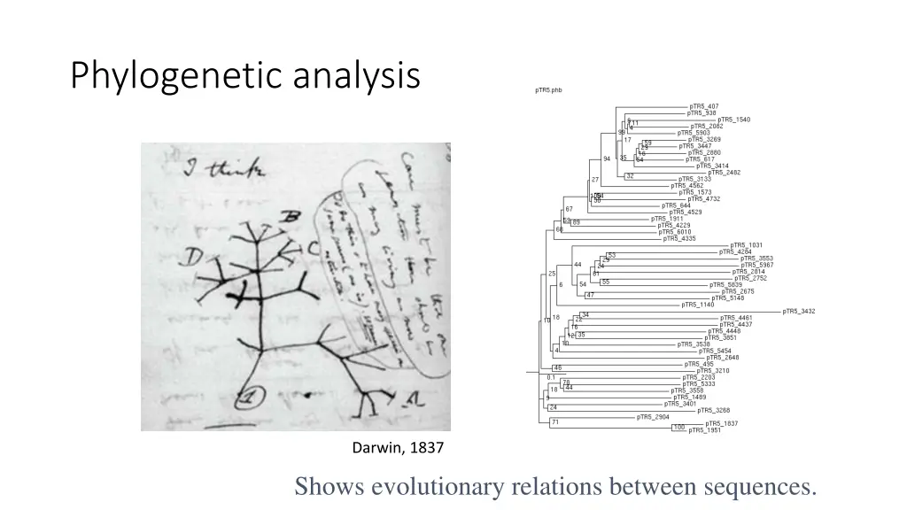 phylogenetic analysis
