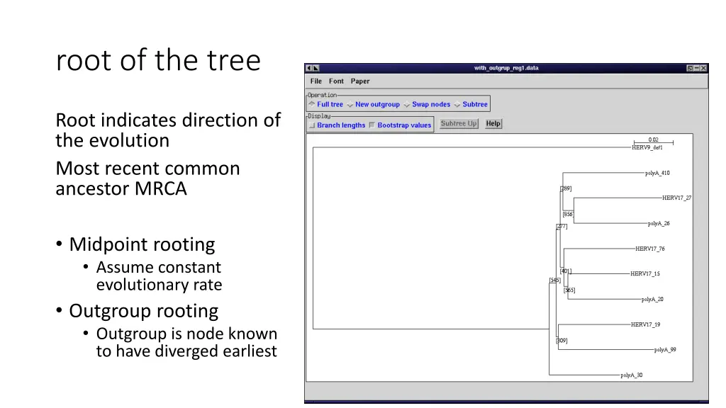 root of the tree 1